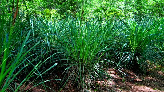 Lemongrass: A Timeless Botanical Treasure