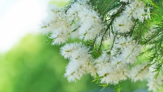 Tea Tree Oil Uncovered: The Healing Power of Australia’s Natural Wonder