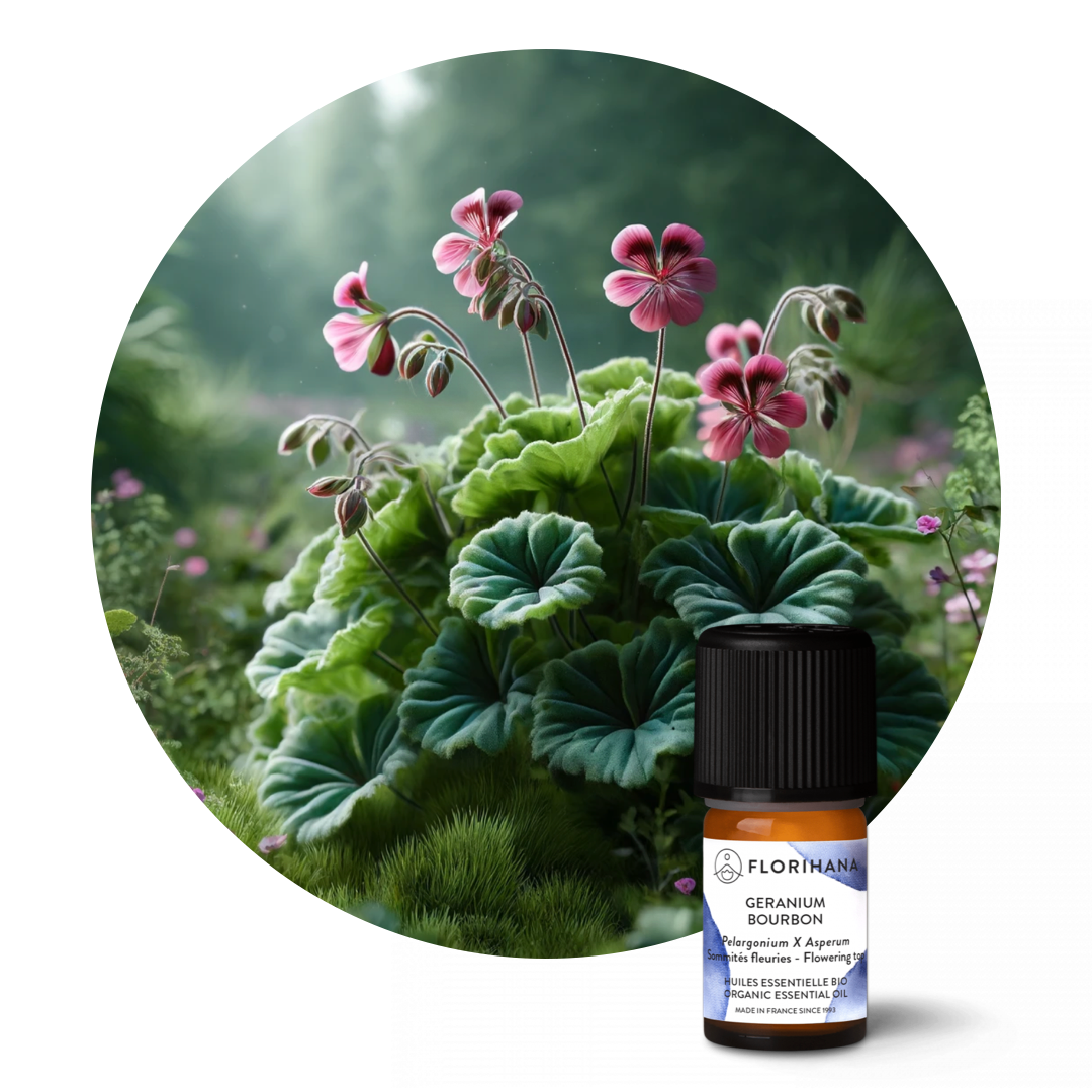 Geranium Bourbon Essential Oil
