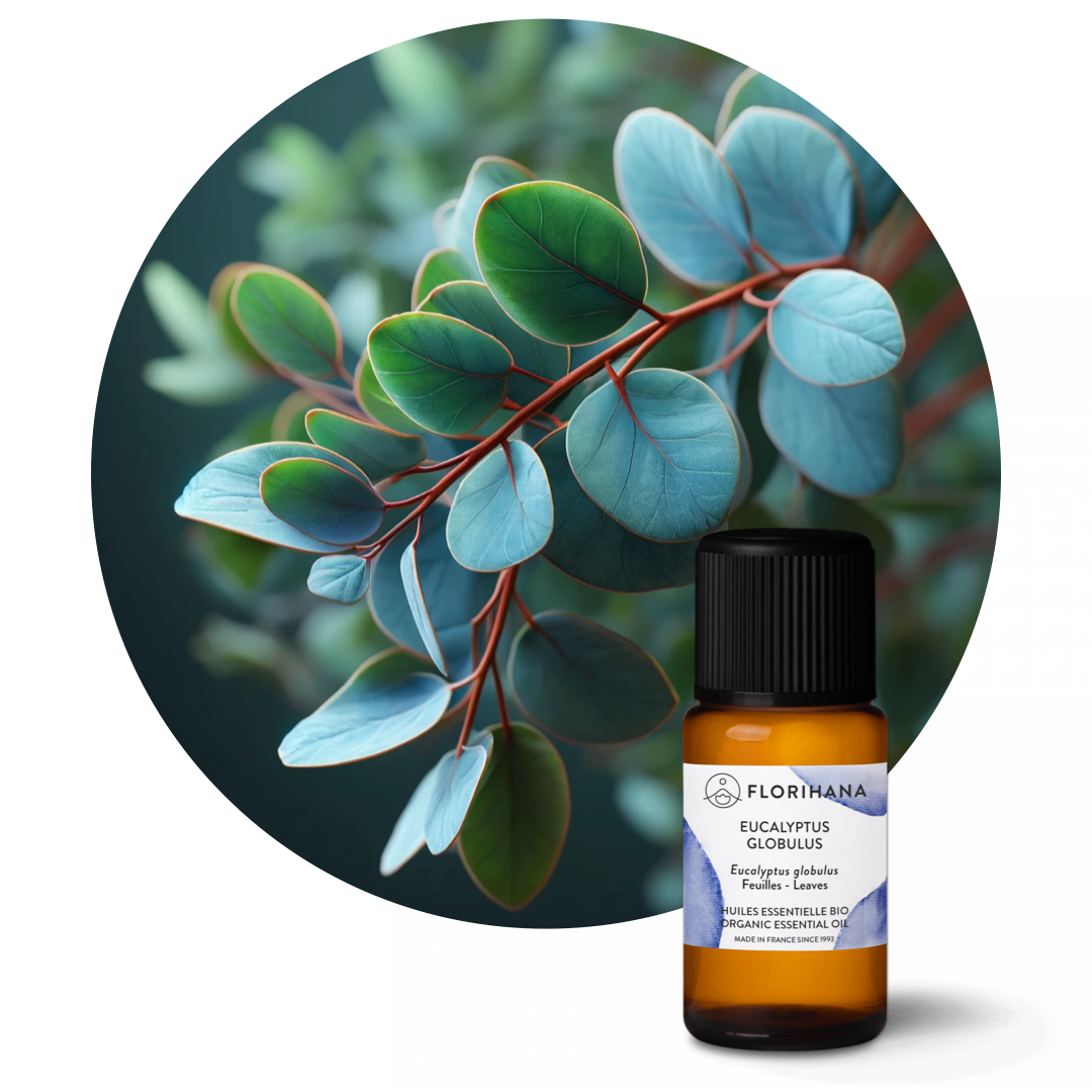 Eucalyptus Globulus Essential Oil