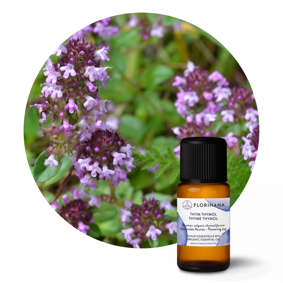 Thyme Thymol Organic Essential Oil