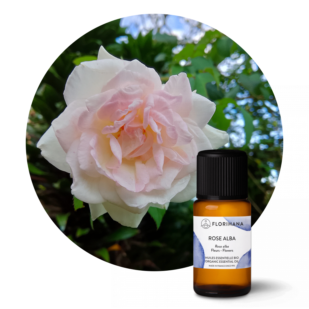 Rose Alba Essential Oil