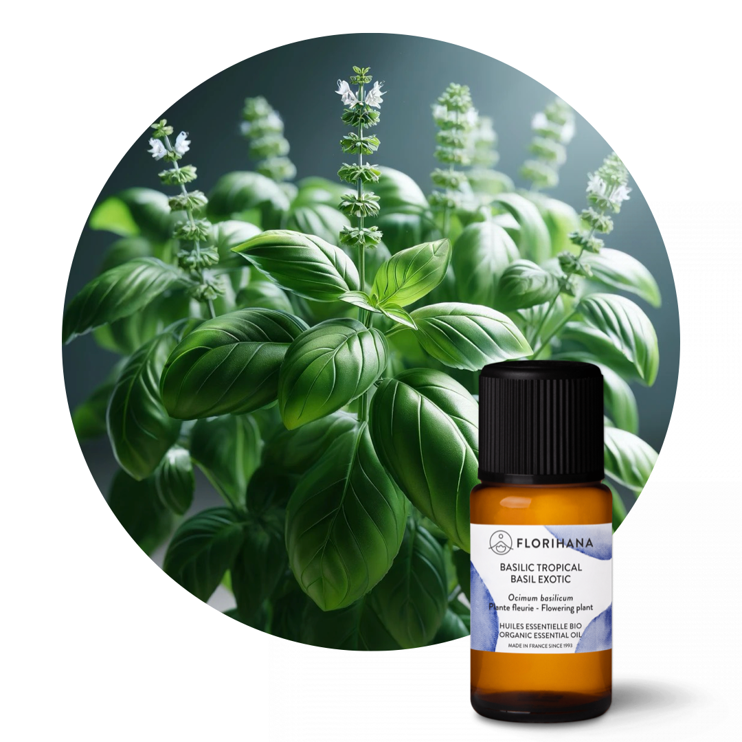 Basil Exotic Essential Oil