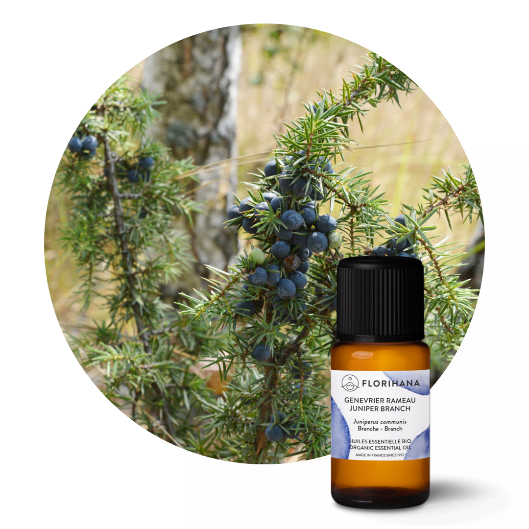 Juniper Branch Essential Oil