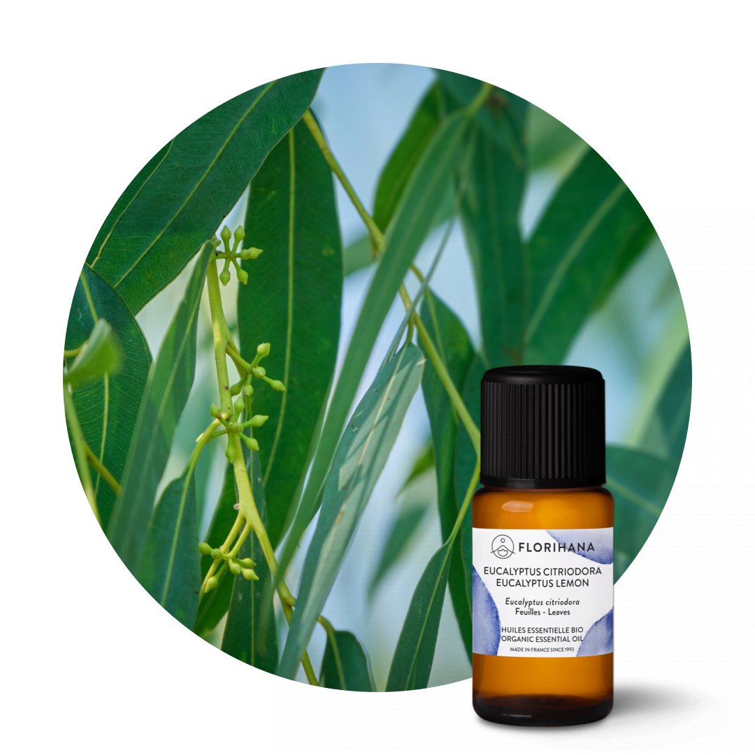 Eucalyptus Lemon Organic Essential Oil