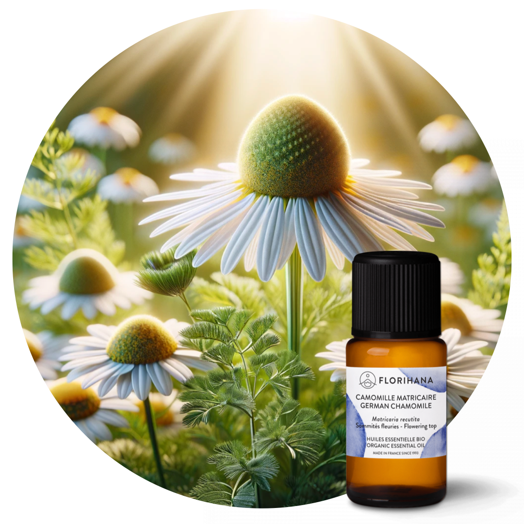 German Chamomile Essential Oil