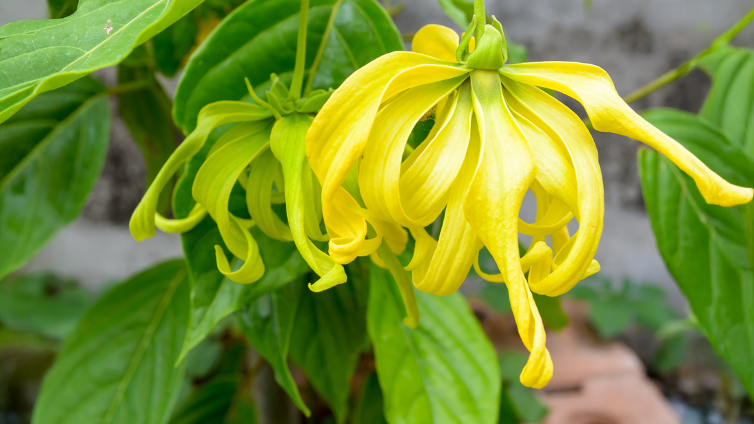 Relax, Rejuvenate, and Romance: How Ylang Ylang Elevates Your Life