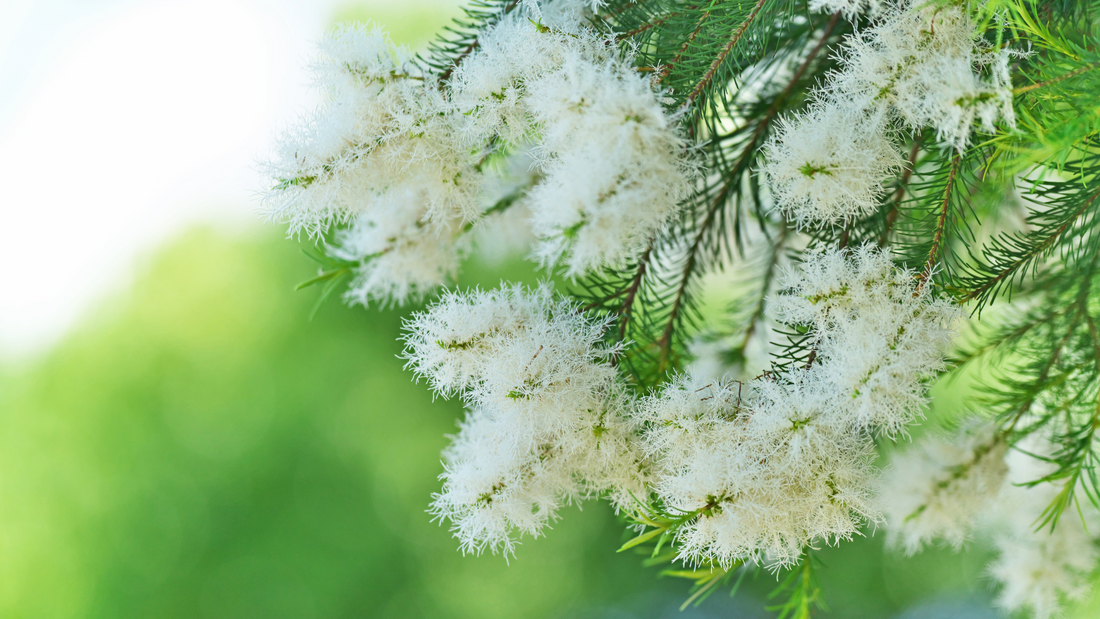 Tea Tree Oil Uncovered: The Healing Power of Australia’s Natural Wonder