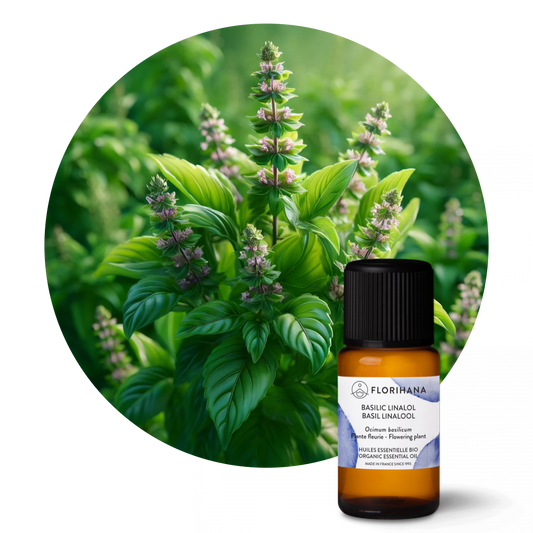 Basil Linalool Essential Oil