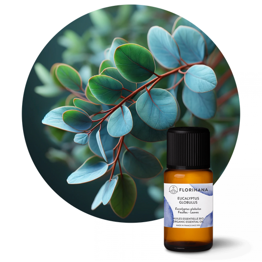 Eucalyptus Globulus Essential Oil