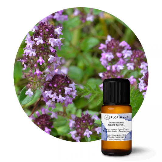 Thyme Thymol Organic Essential Oil