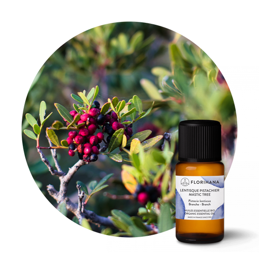 Mastic Tree Organic Essential Oil