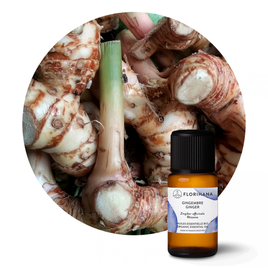 Ginger Essential Oil