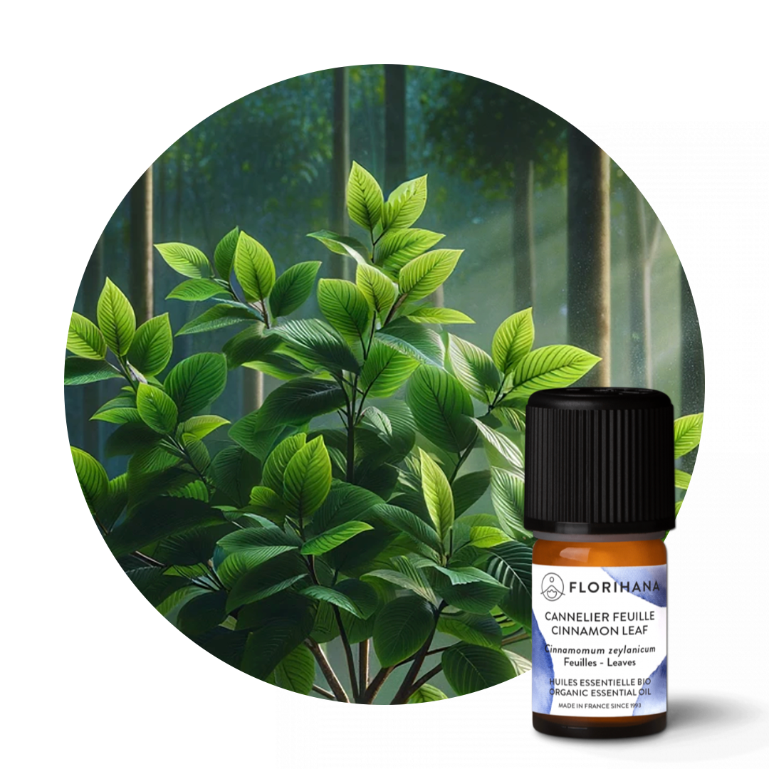 Cinnamon Leaf Essential Oil
