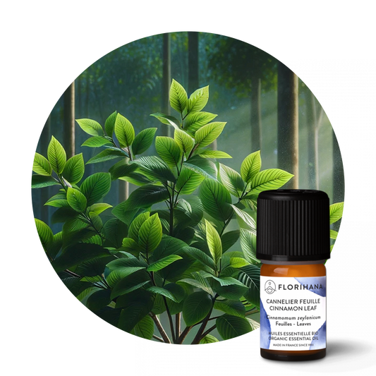 Cinnamon Leaf Essential Oil