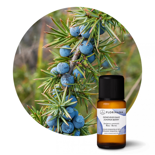 Juniper Berry Essential Oil