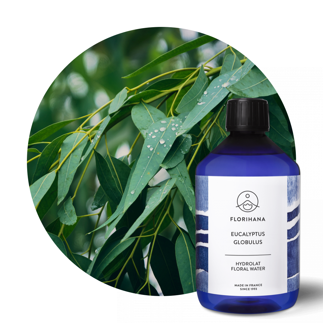 Organic Eucalyptus Globulus Hydrosol