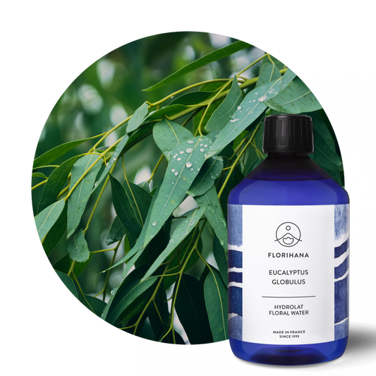Organic Eucalyptus Globulus Hydrosol
