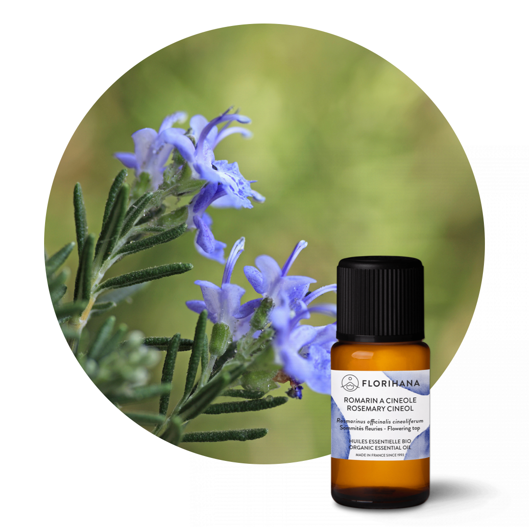 Rosemary Cineol Organic Essential Oil