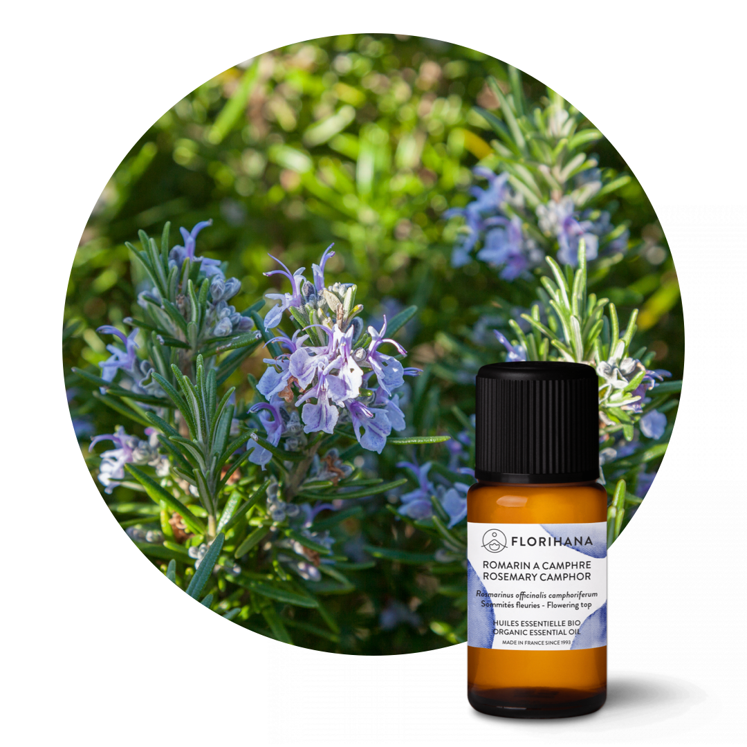 Rosemary Camphor Organic Essential Oil