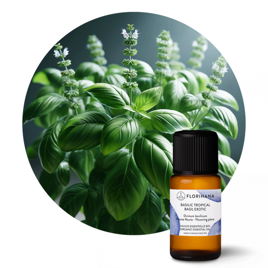 Basil Exotic Essential Oil