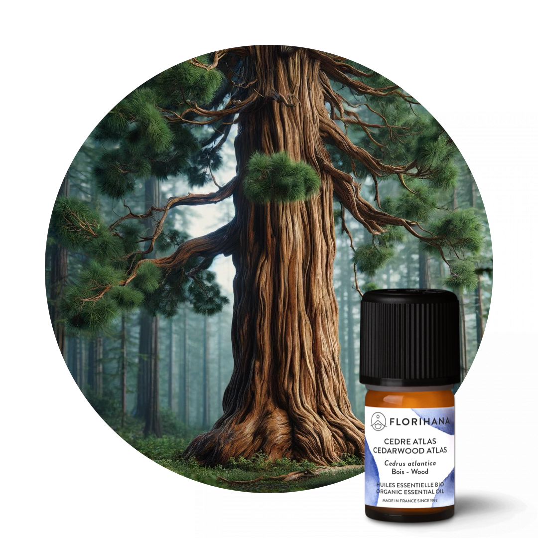 Cedarwood Atlas Essential Oil