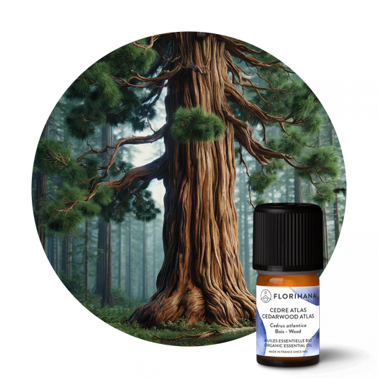 Cedarwood Atlas Essential Oil