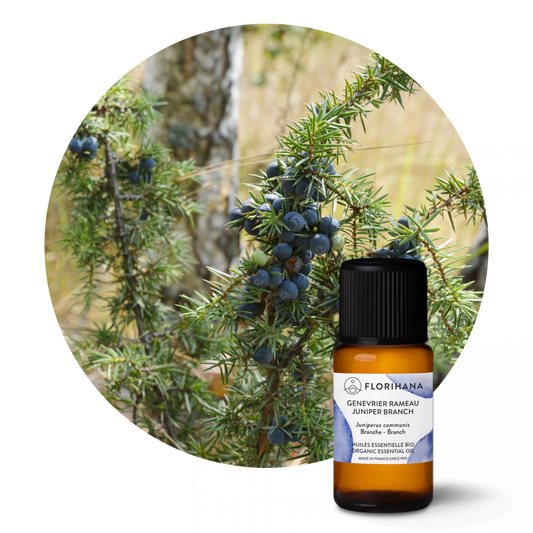 Juniper Branch Essential Oil