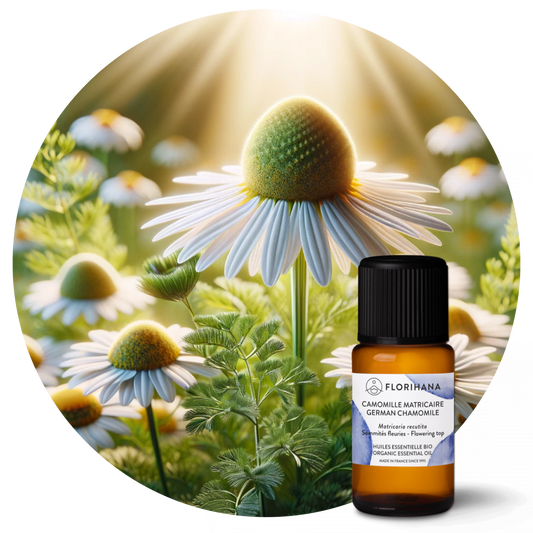 German Chamomile Essential Oil