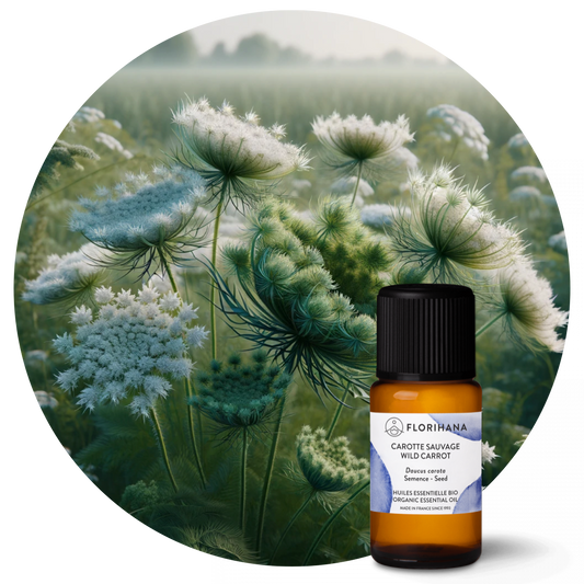 Wild Carrot Essential Oil