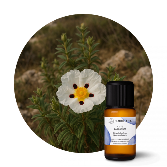 Labdanum (Cistus/Rock Rose) Organic Essential Oil